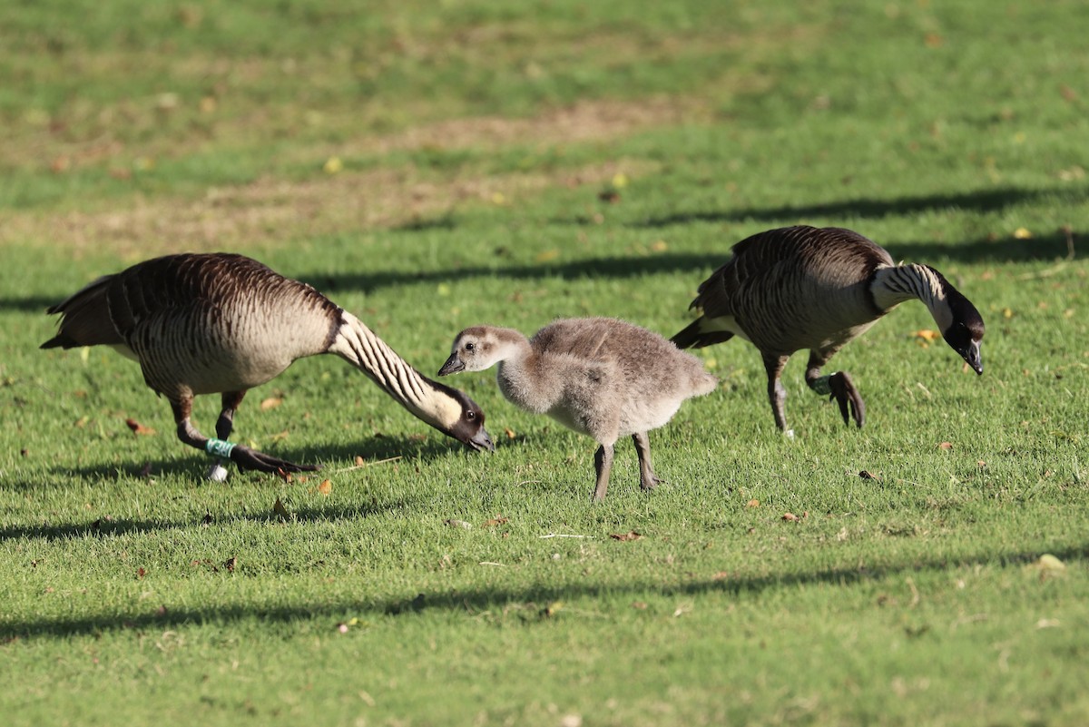 Hawaiigans - ML646792941