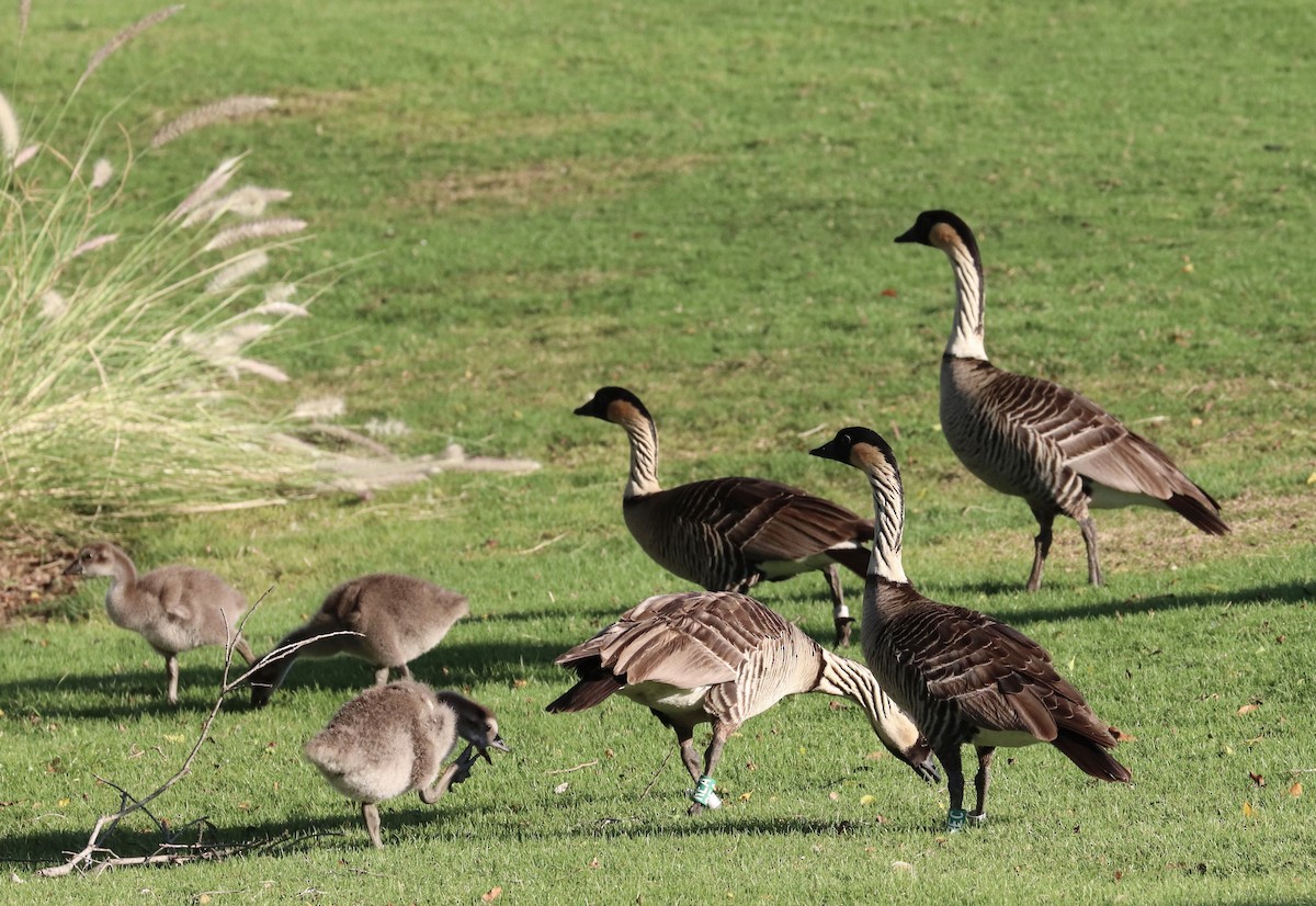 Hawaiigans - ML646792943