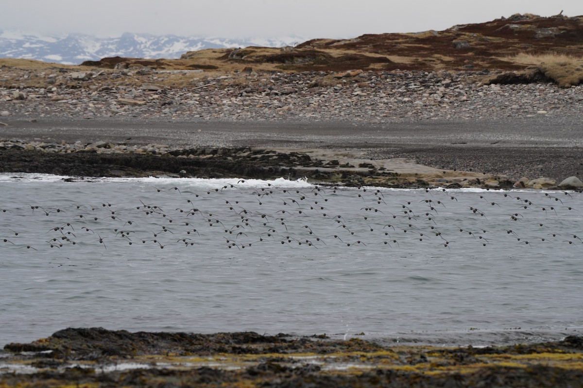 Bécasseau violet - ML646792945