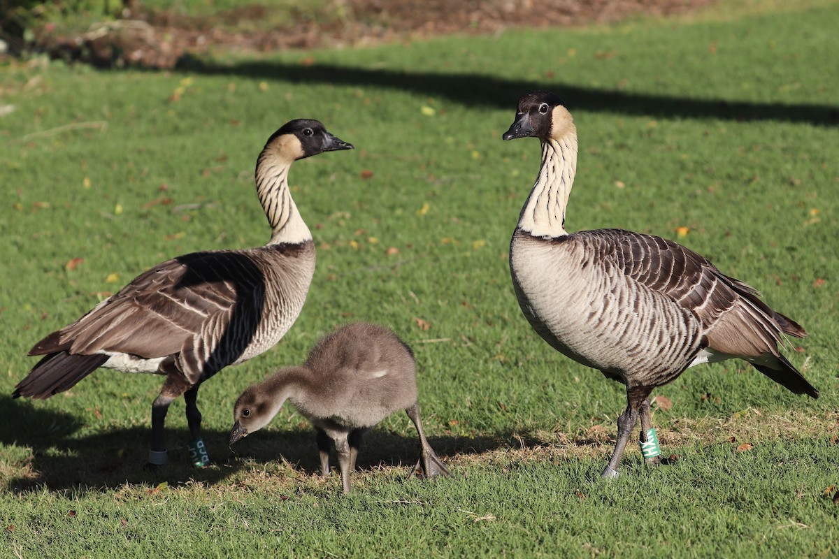 Hawaiigans - ML646792951