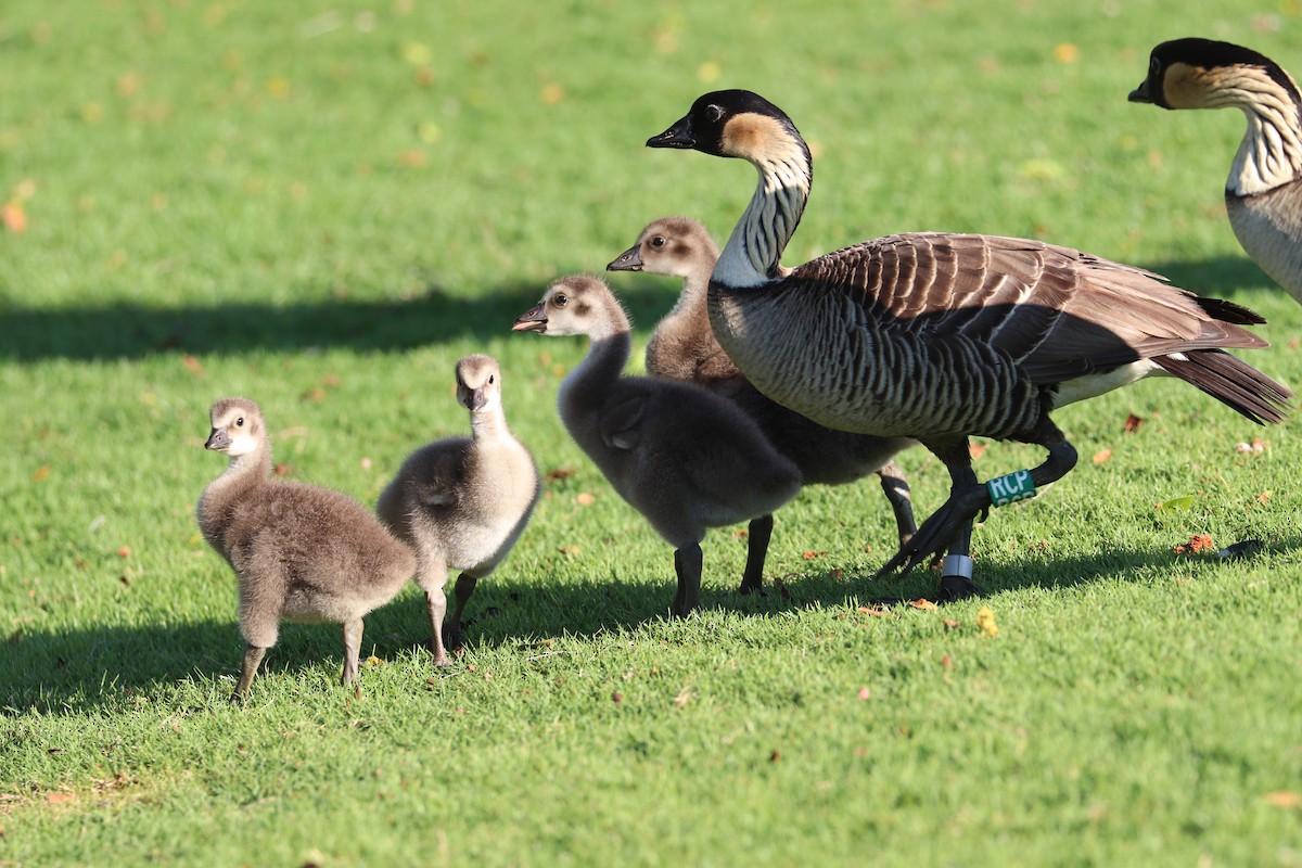 Hawaiigans - ML646792953