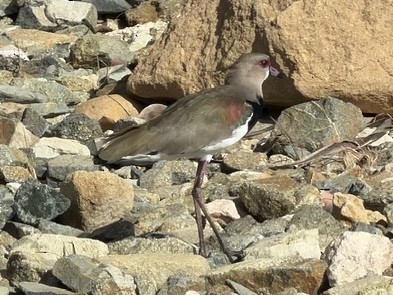 Southern Lapwing - ML646792954