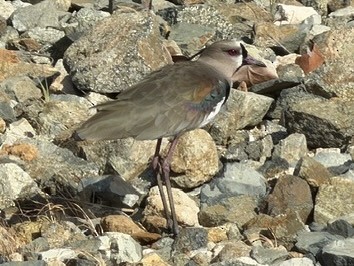 Southern Lapwing - ML646792955