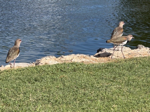 Southern Lapwing - ML646792956