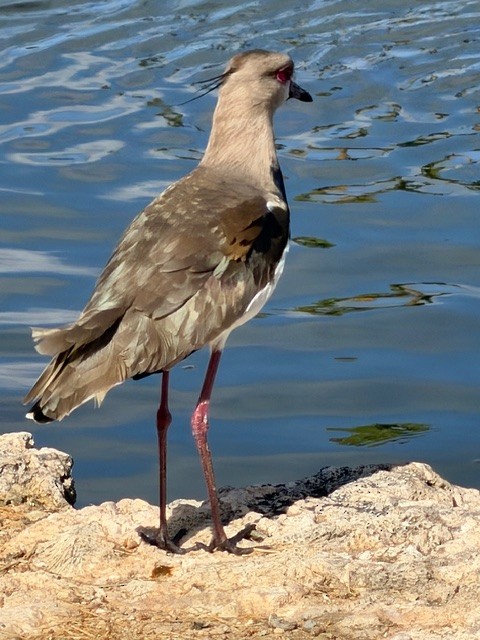 Southern Lapwing - ML646792957