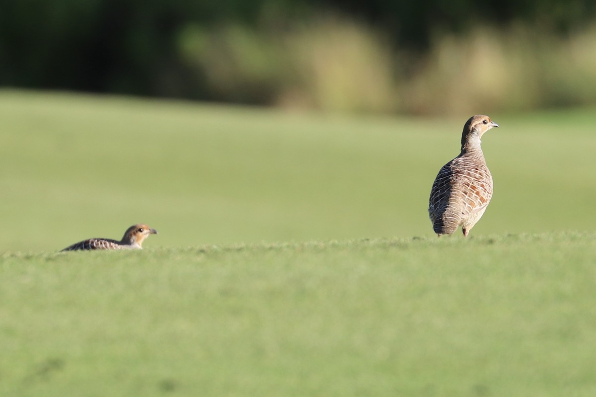 Wachtelfrankolin - ML646792962