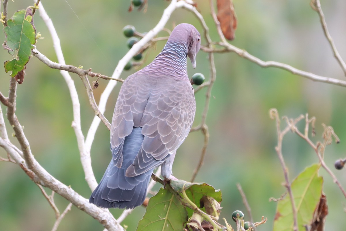 Голуб аргентинський - ML646792970