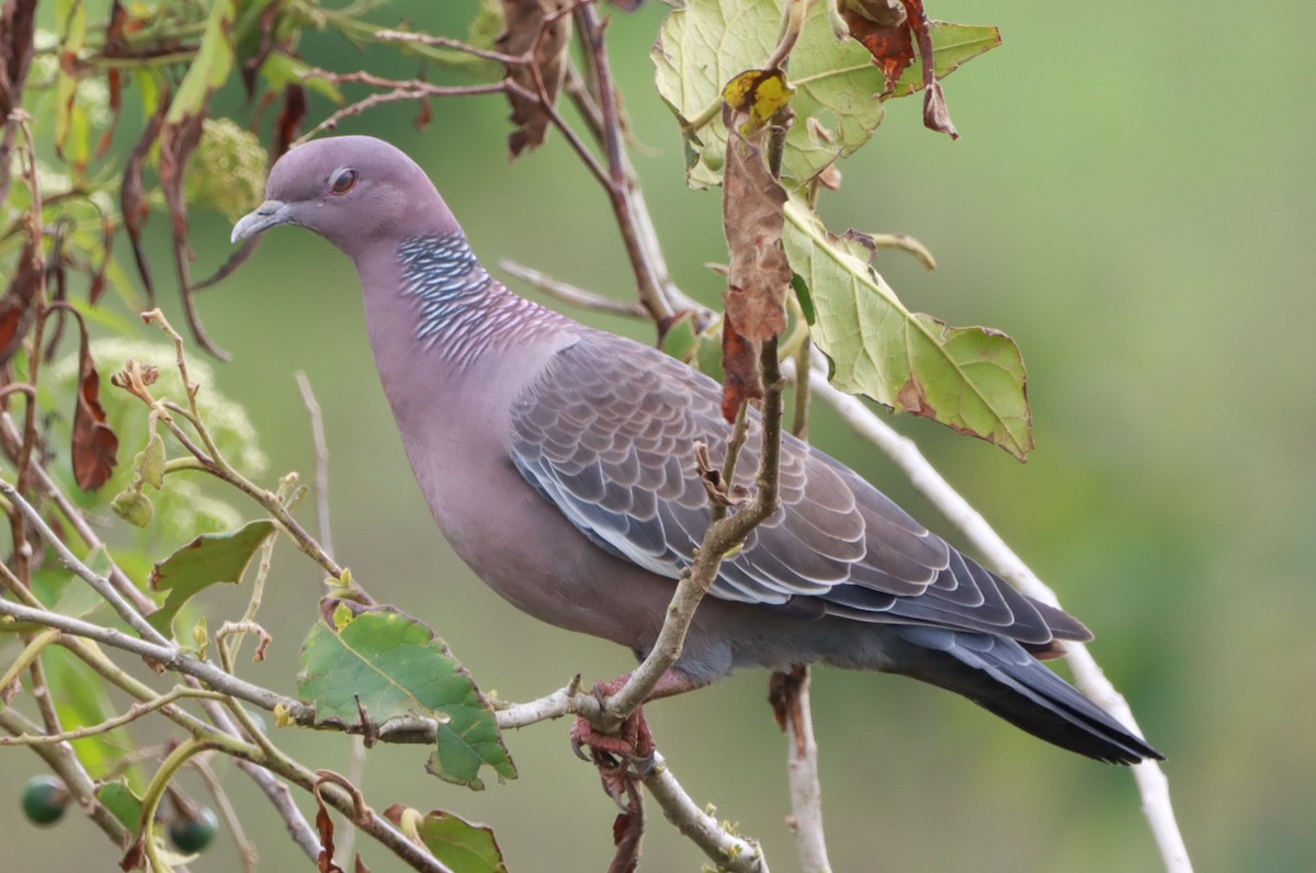 Голуб аргентинський - ML646792971