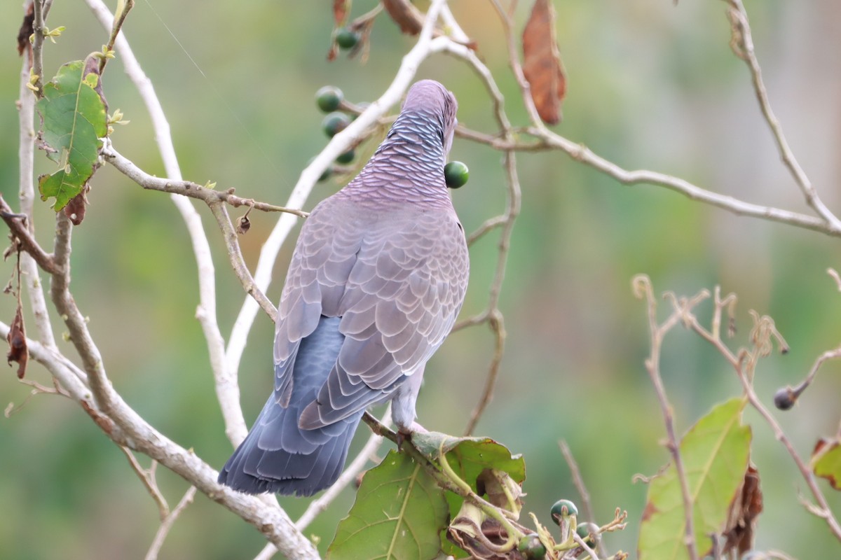 Голуб аргентинський - ML646792972