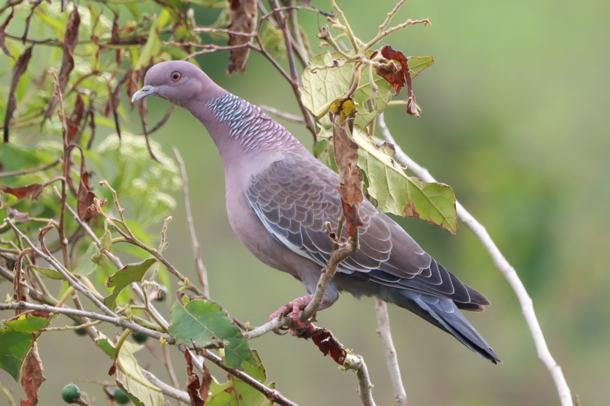 Голуб аргентинський - ML646792973