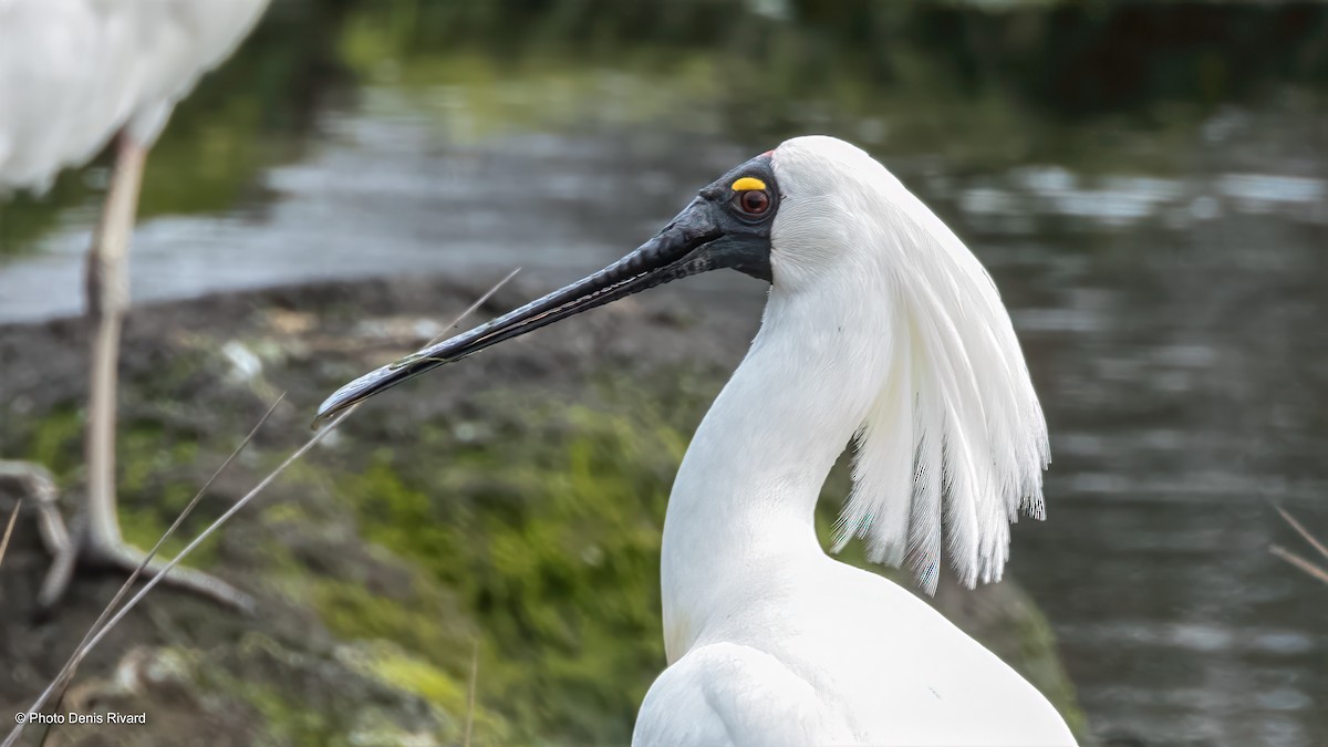 Königslöffler - ML646792974