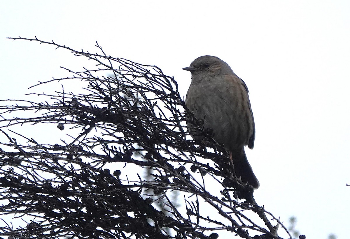 Accenteur mouchet - ML646792975