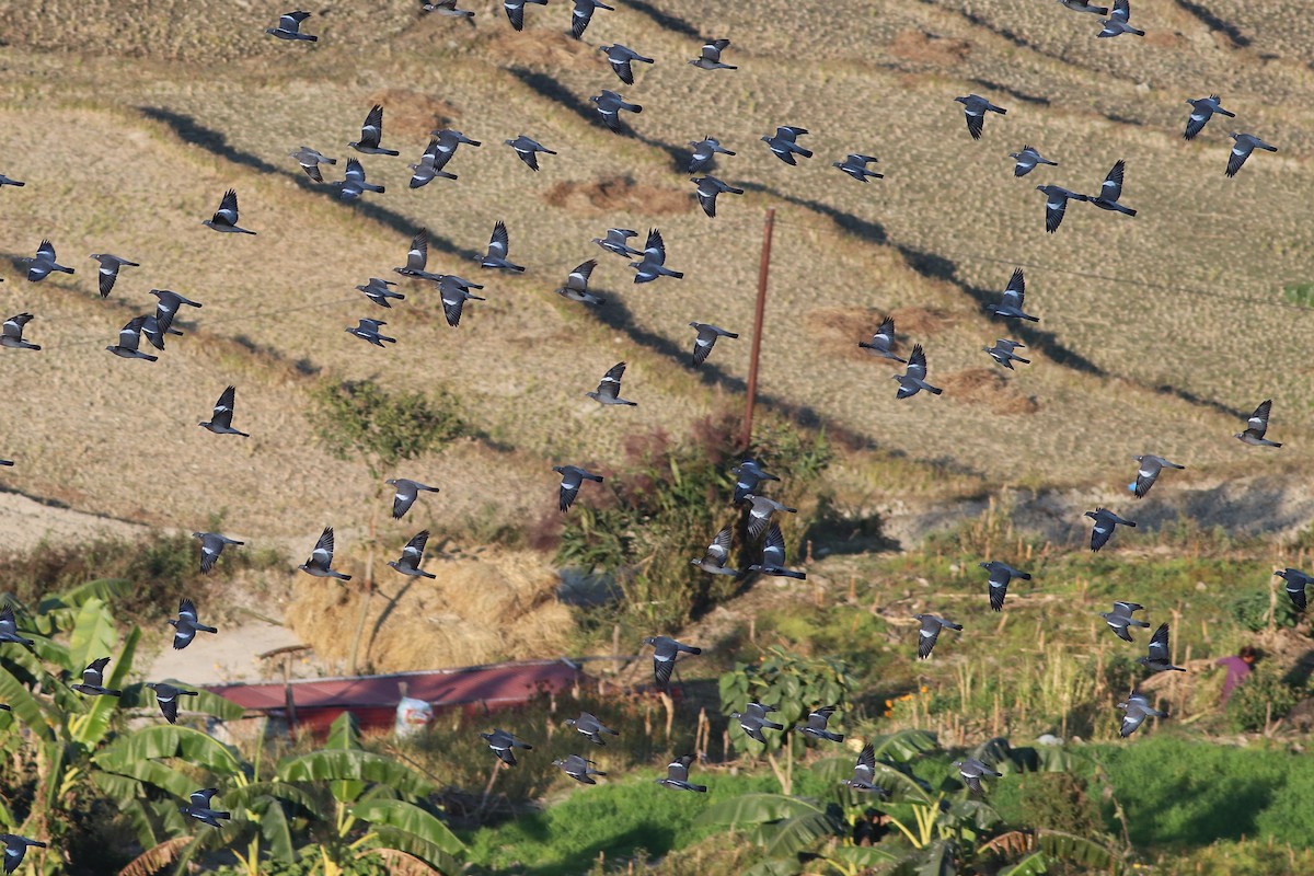 モリバト - ML646792976