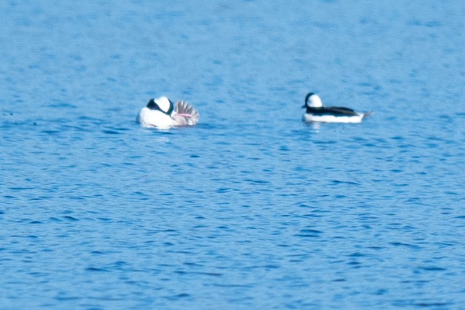 Petit Garrot - ML646792977