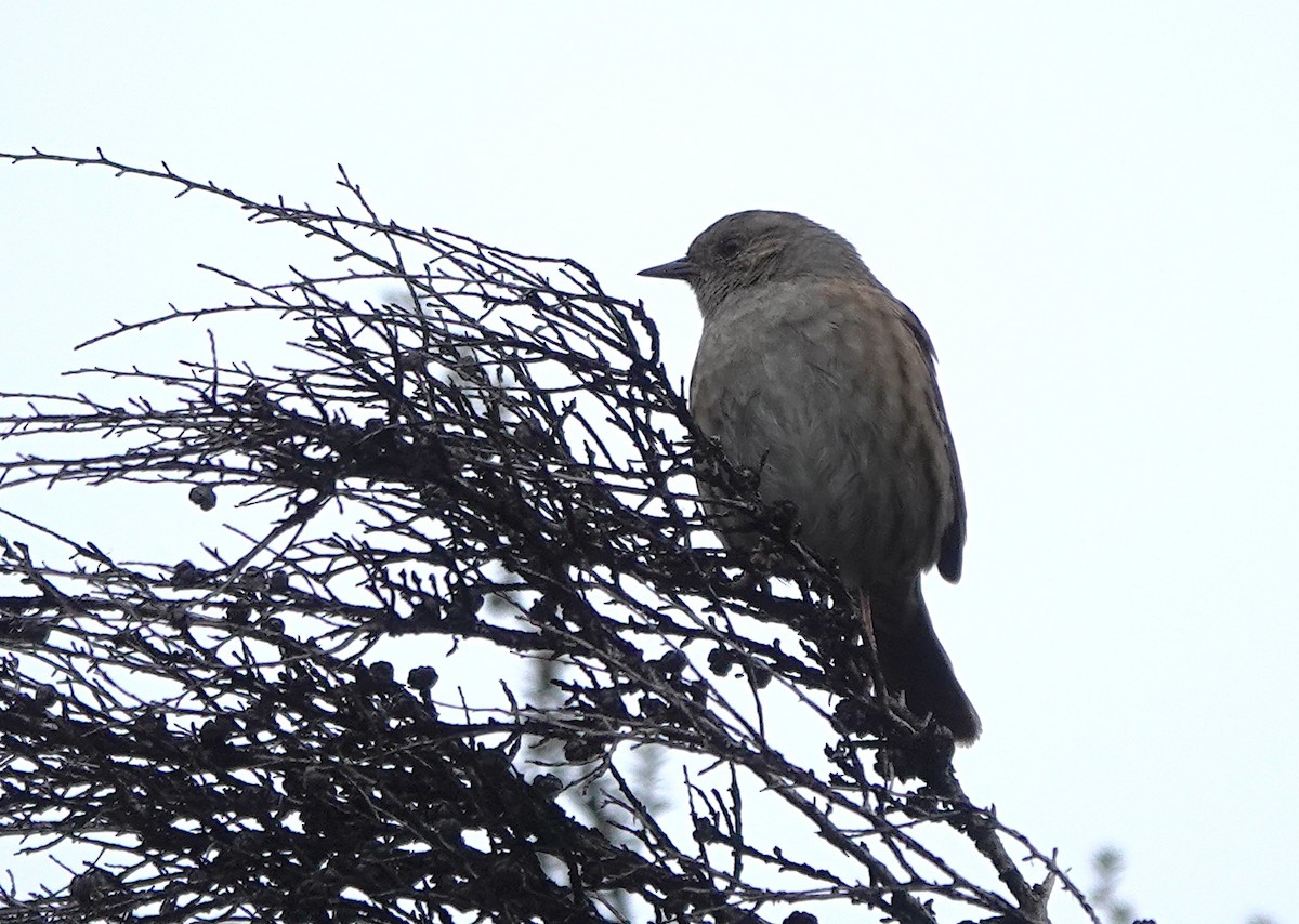Accenteur mouchet - ML646792978