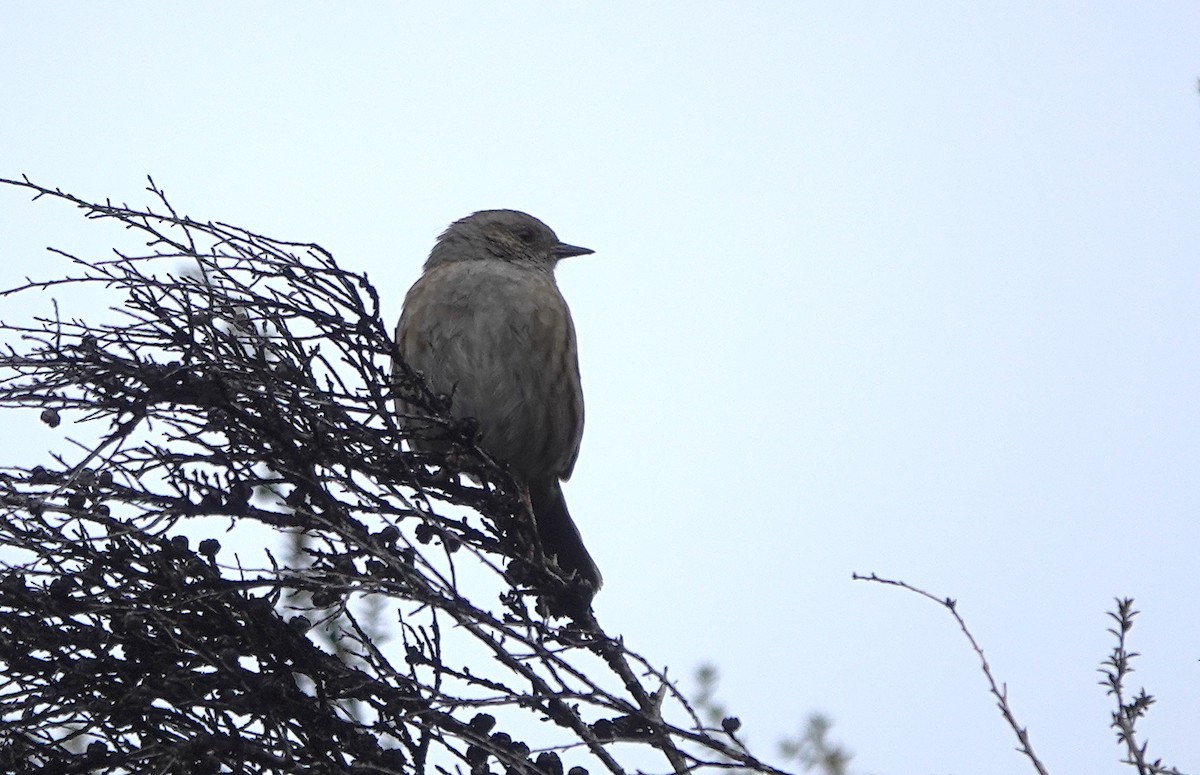 Accenteur mouchet - ML646792979