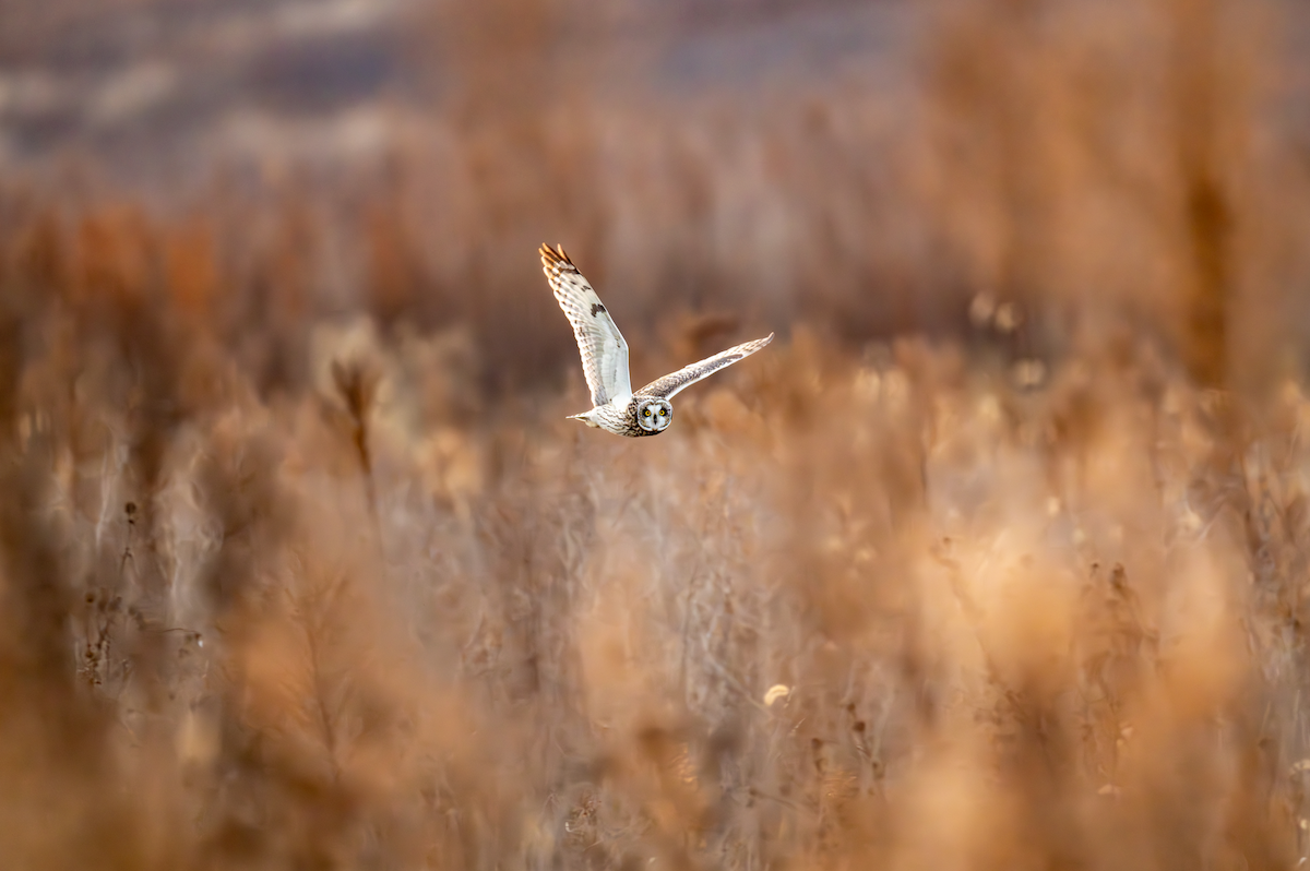 Hibou des marais - ML646792980