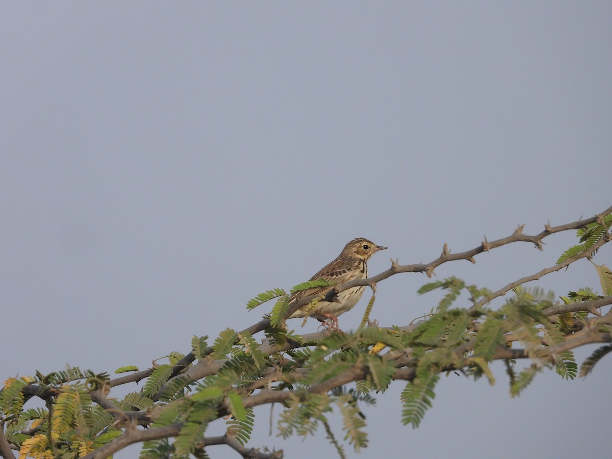 Pipit des arbres - ML646792981