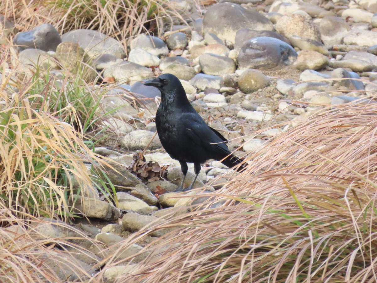 Corneille noire - ML646792982