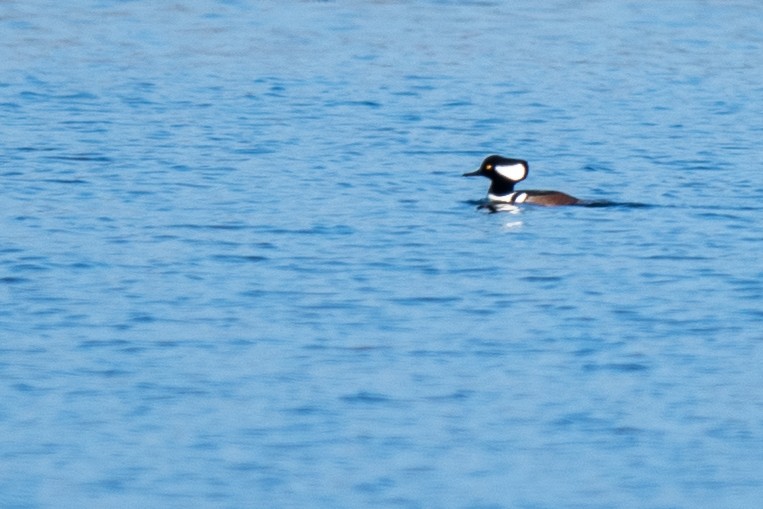 Harle couronné - ML646792983