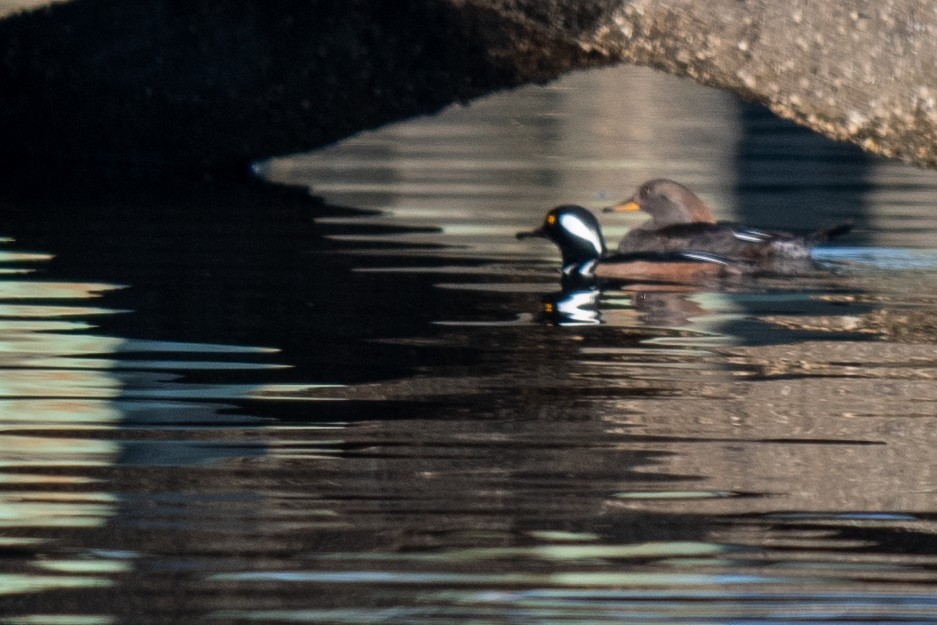 Harle couronné - ML646792985