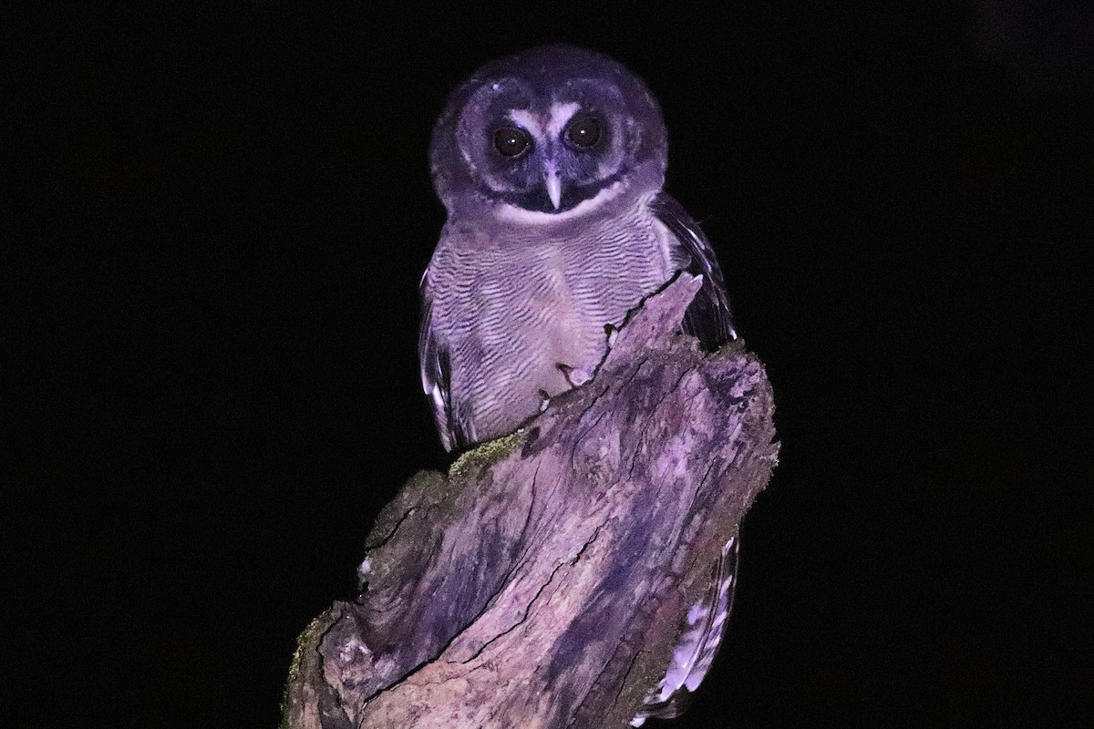 Chouette leptogramme - ML646792987