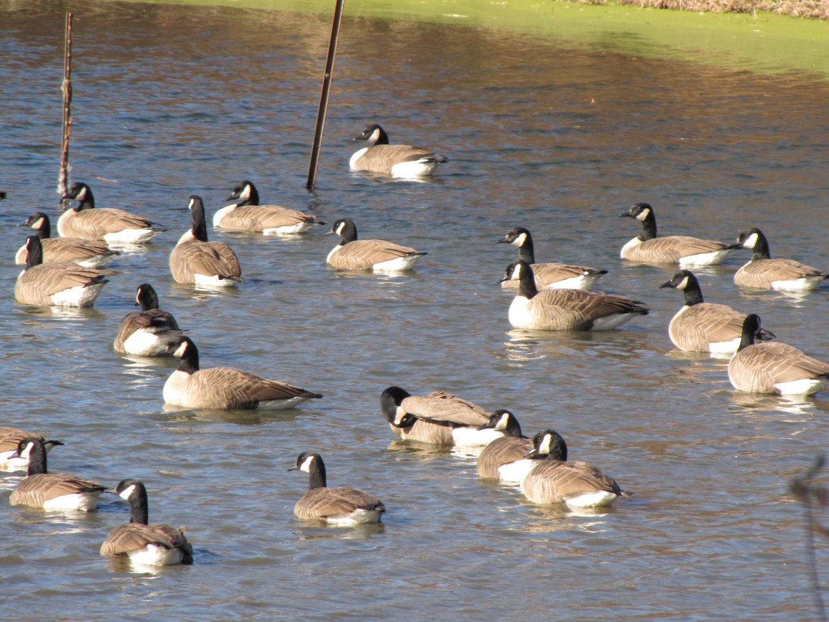 Bernache du Canada - ML646792988