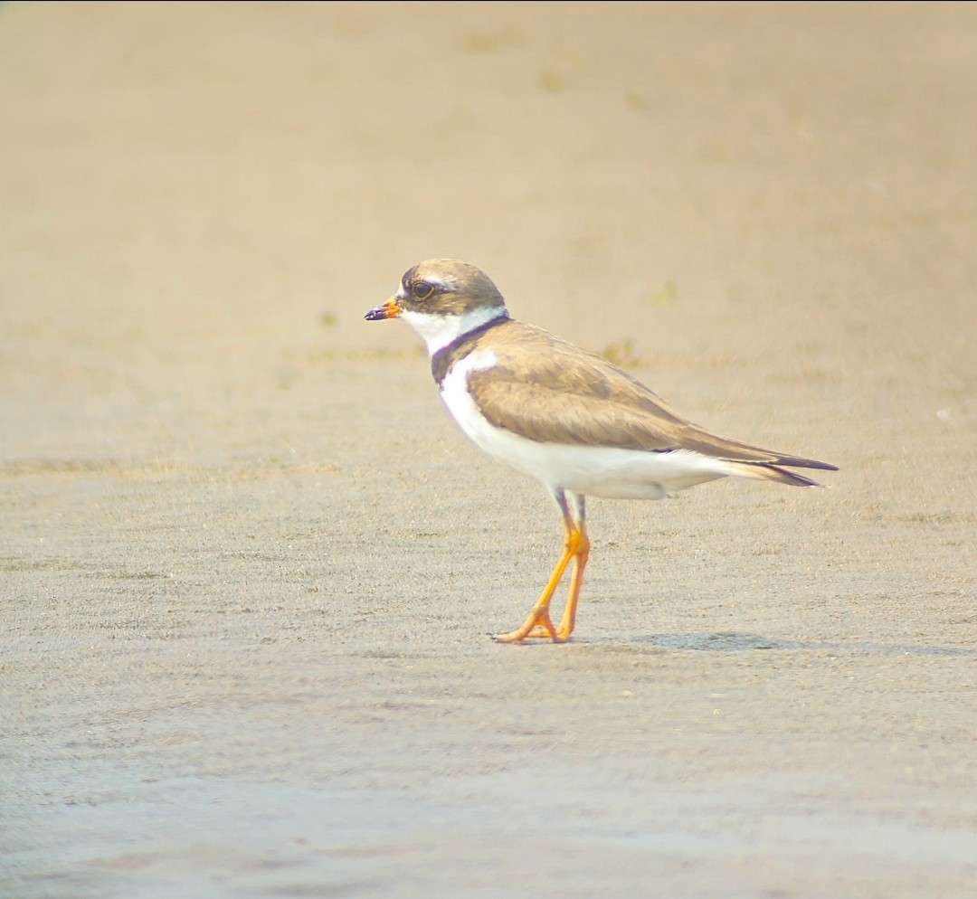 Pluvier semipalmé - ML646792991