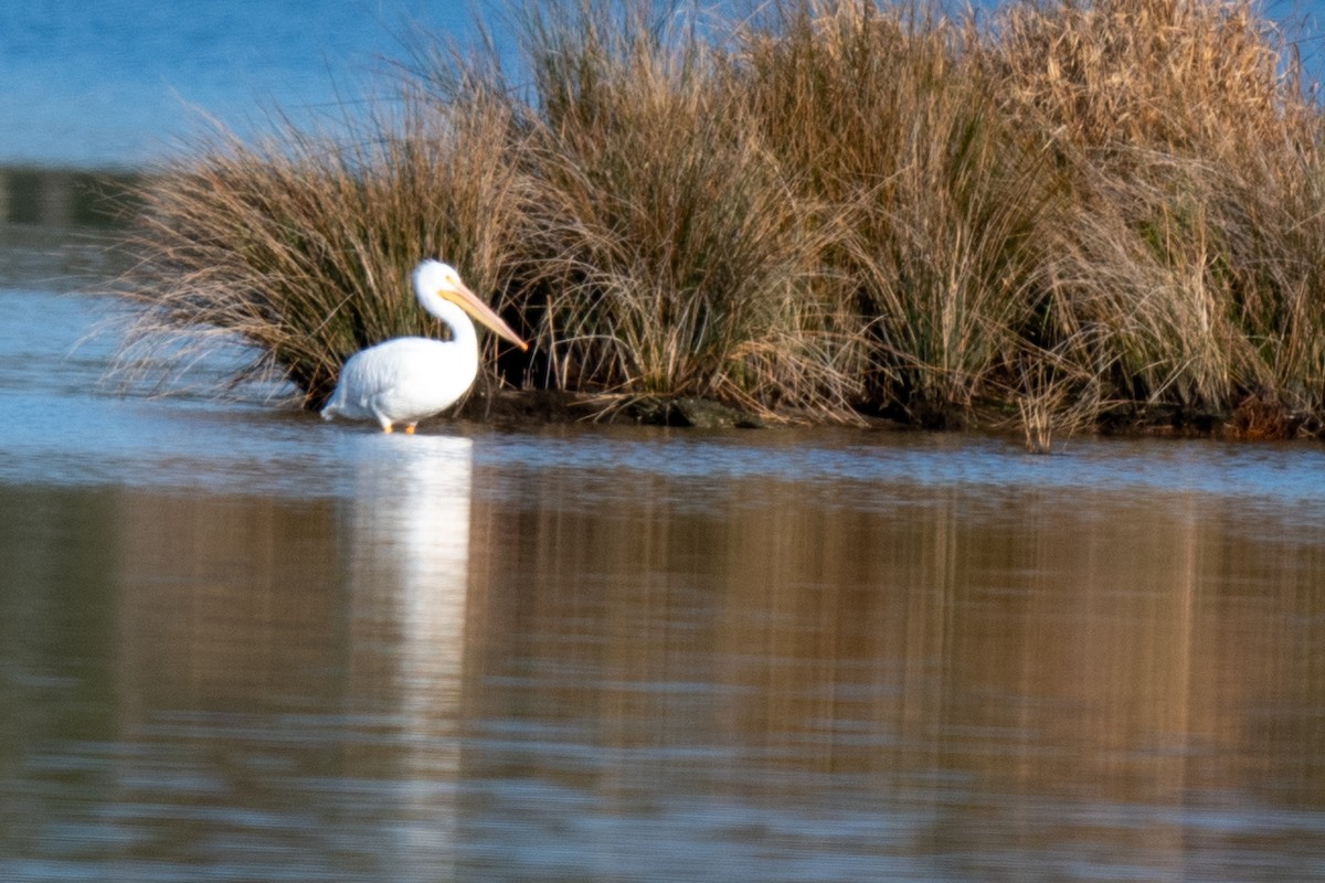 Pélican d'Amérique - ML646792994