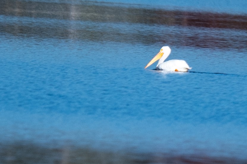 Pélican d'Amérique - ML646792995