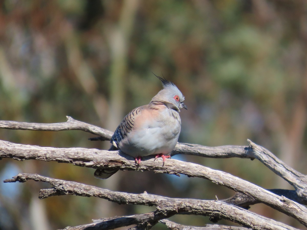 Colombine longup - ML646792996