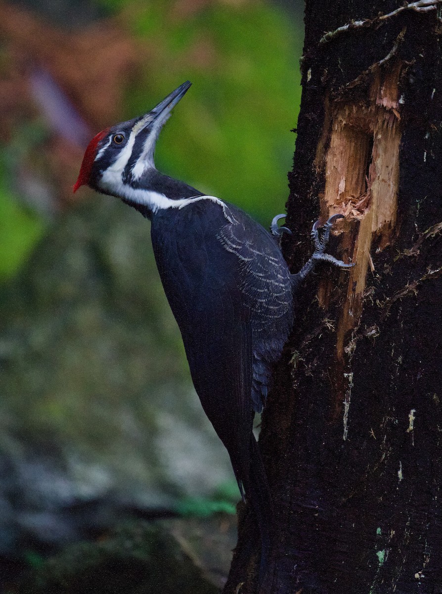 Grand Pic - ML646792997