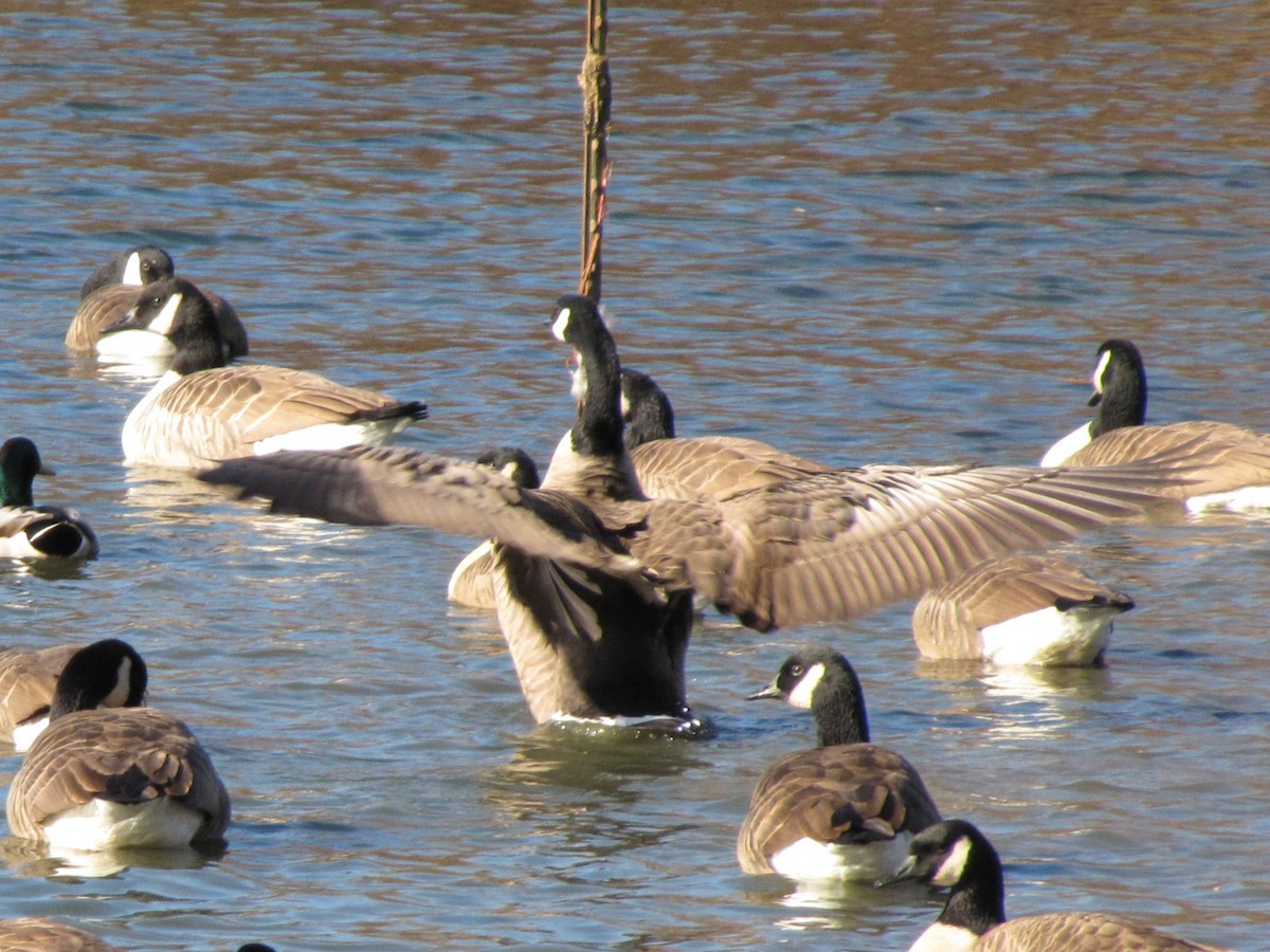 Bernache du Canada - ML646793001