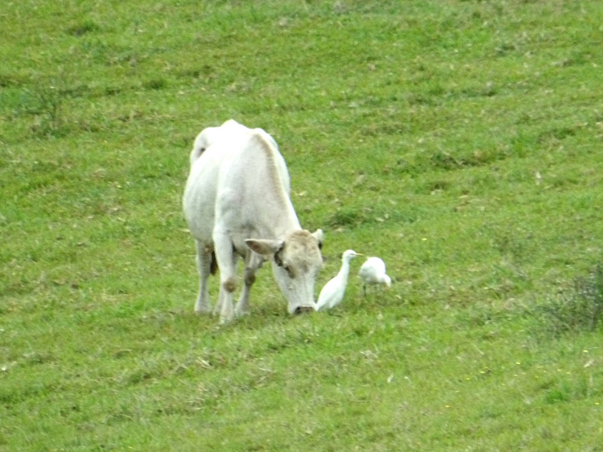 黃頭鷺 - ML646793002