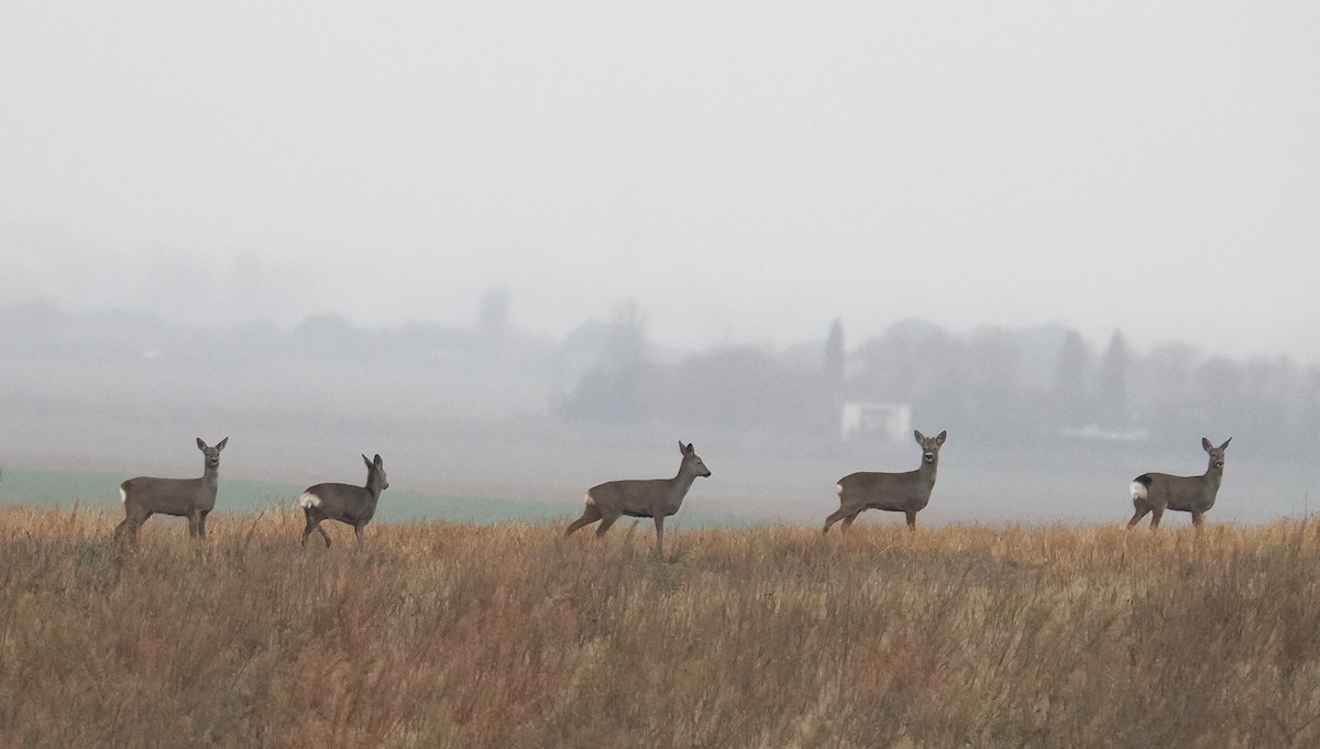 Animals - ML646793003