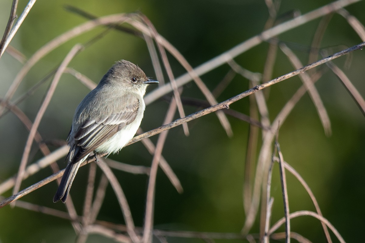 Moucherolle phébi - ML646793004