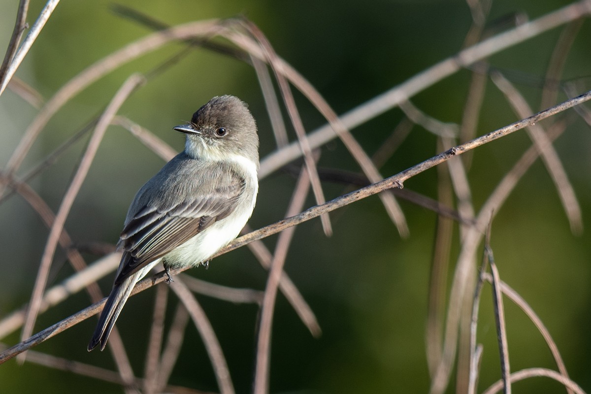 Moucherolle phébi - ML646793005