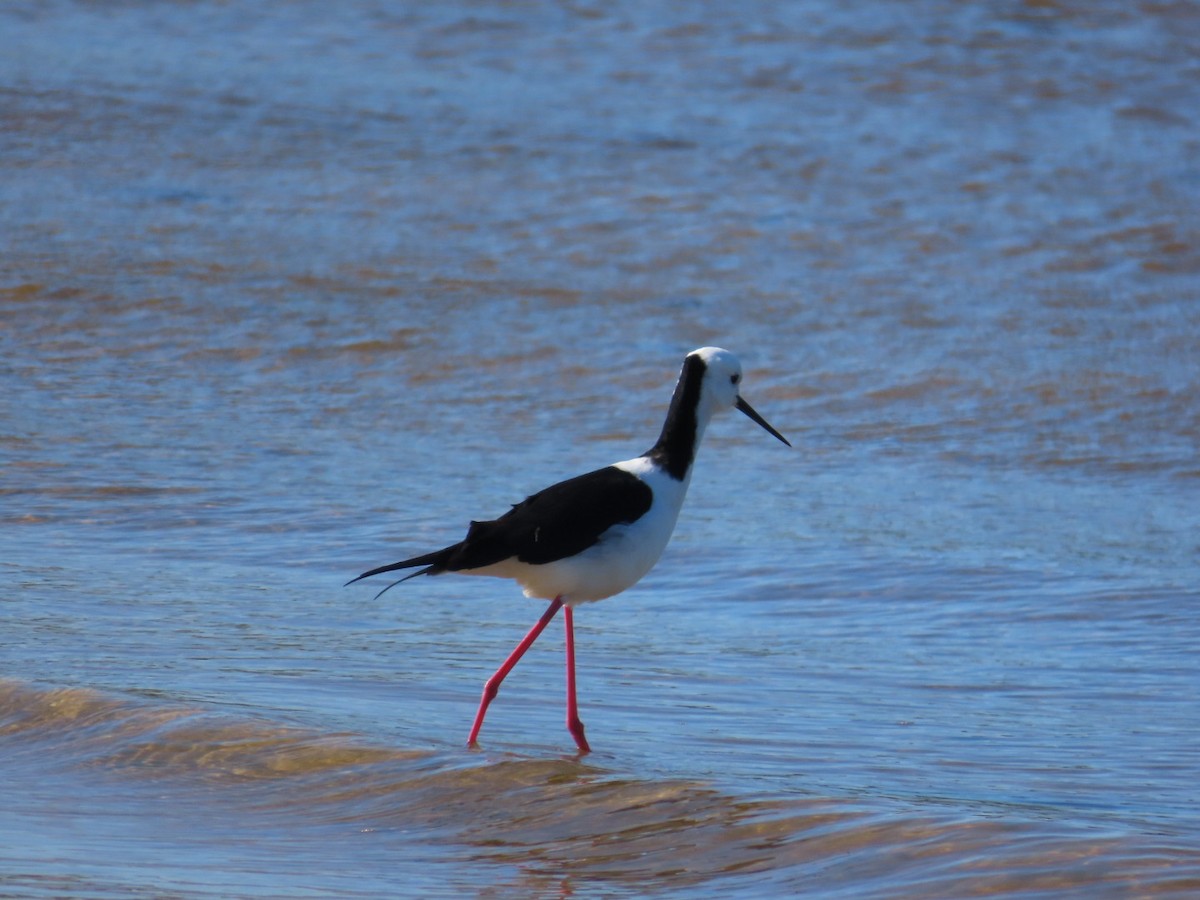 Échasse d'Australie - ML646793006
