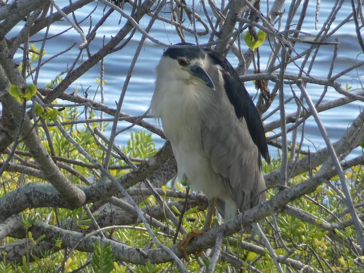 Bihoreau gris - ML646793007