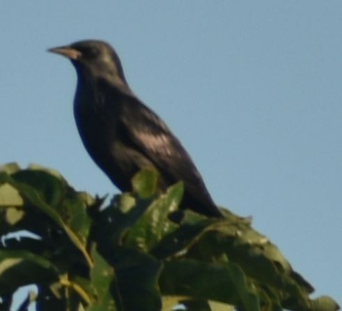 Étourneau unicolore - ML646793008