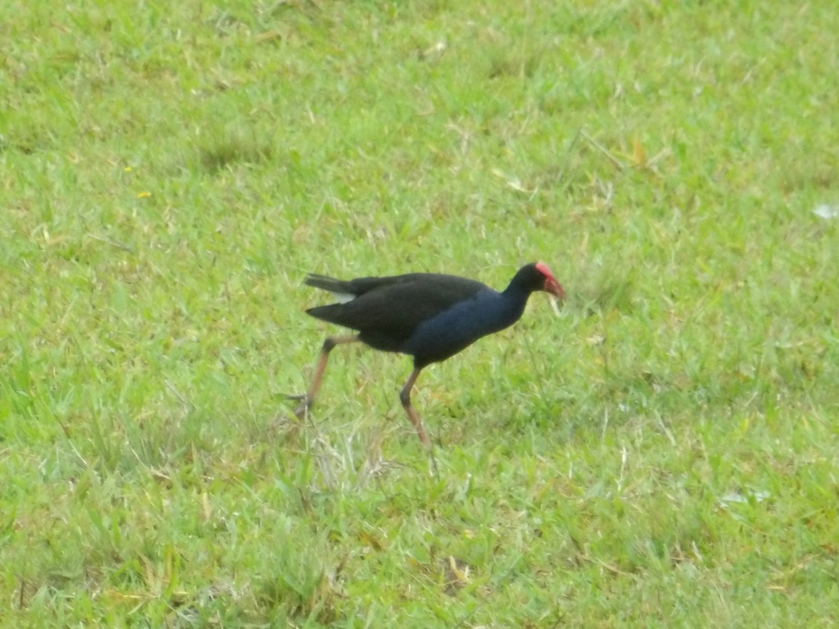 Australasian Swamphen - ML646793018