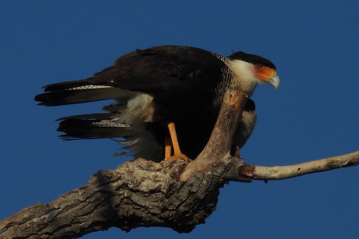 Caracara huppé - ML646793019