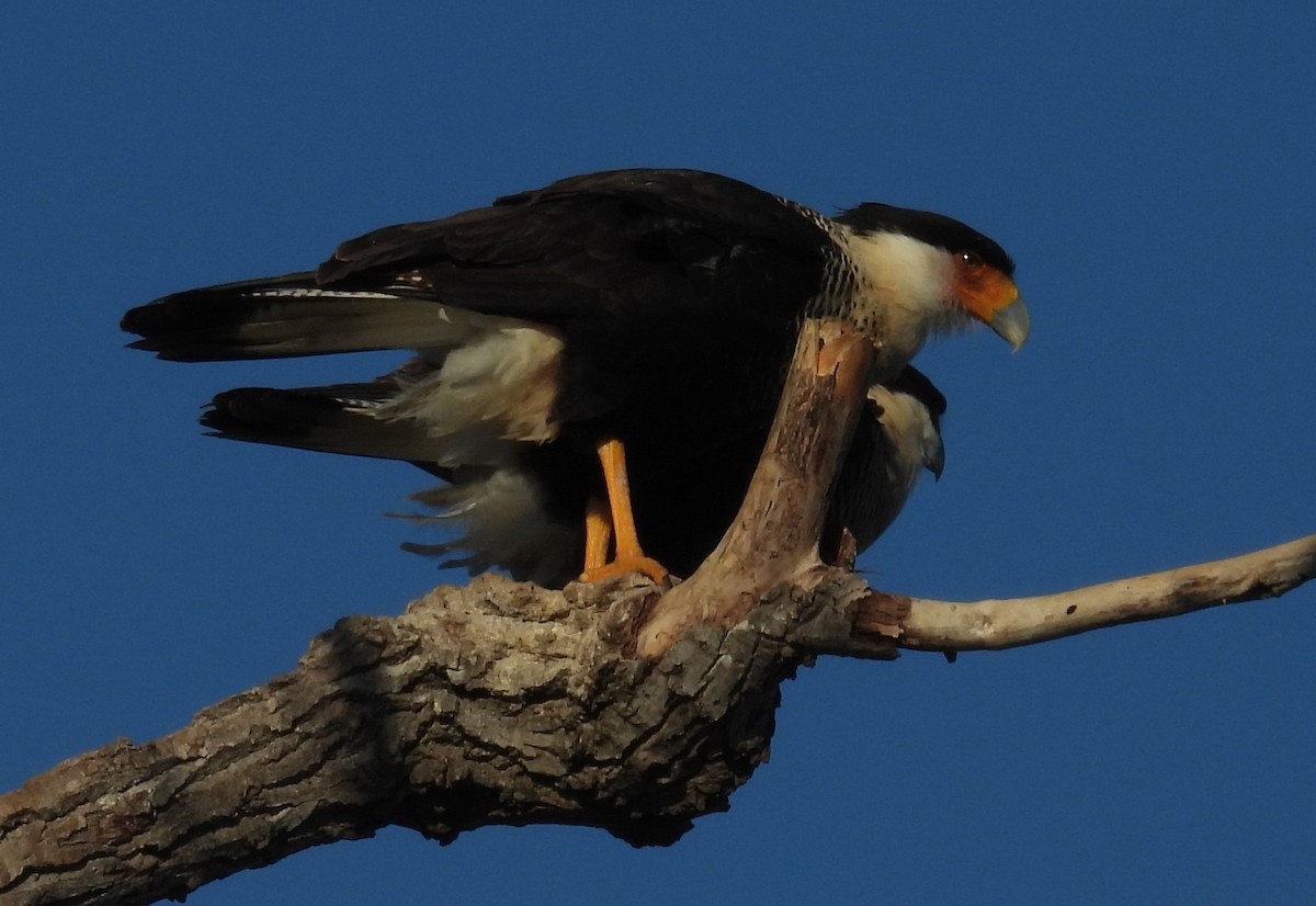 Caracara huppé - ML646793020