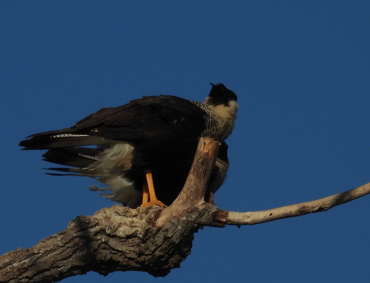Caracara huppé - ML646793021