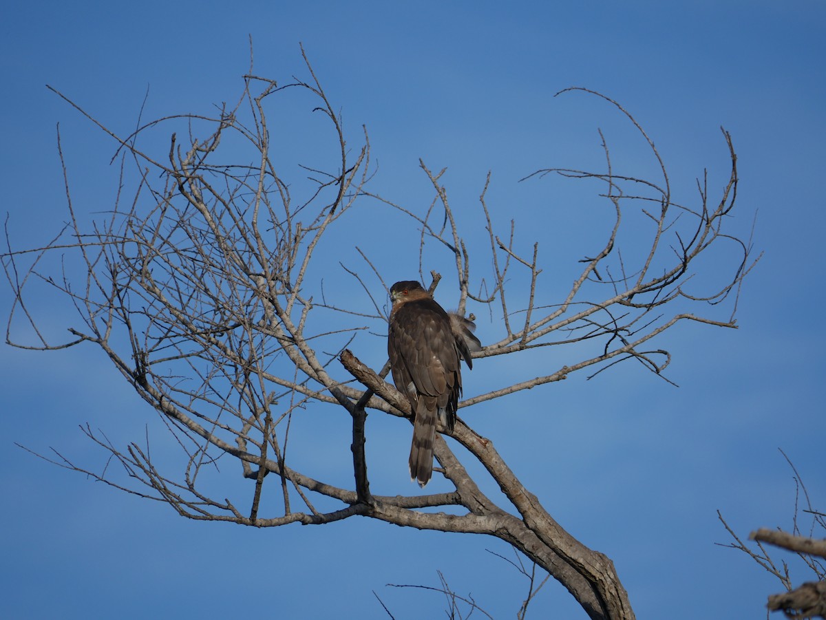 Cooper's Hawk - ML646793029