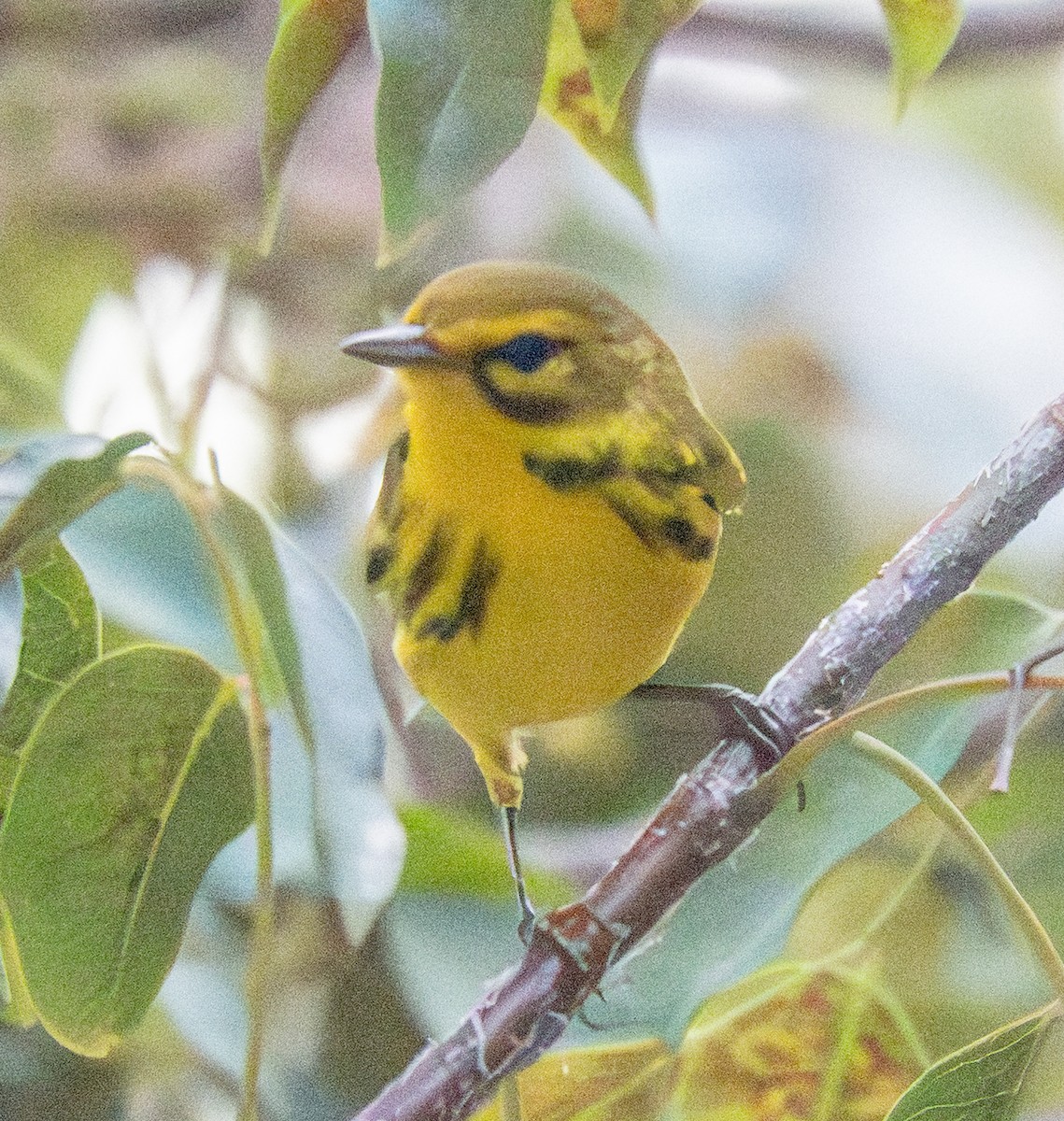 Prairie Warbler - ML646793030