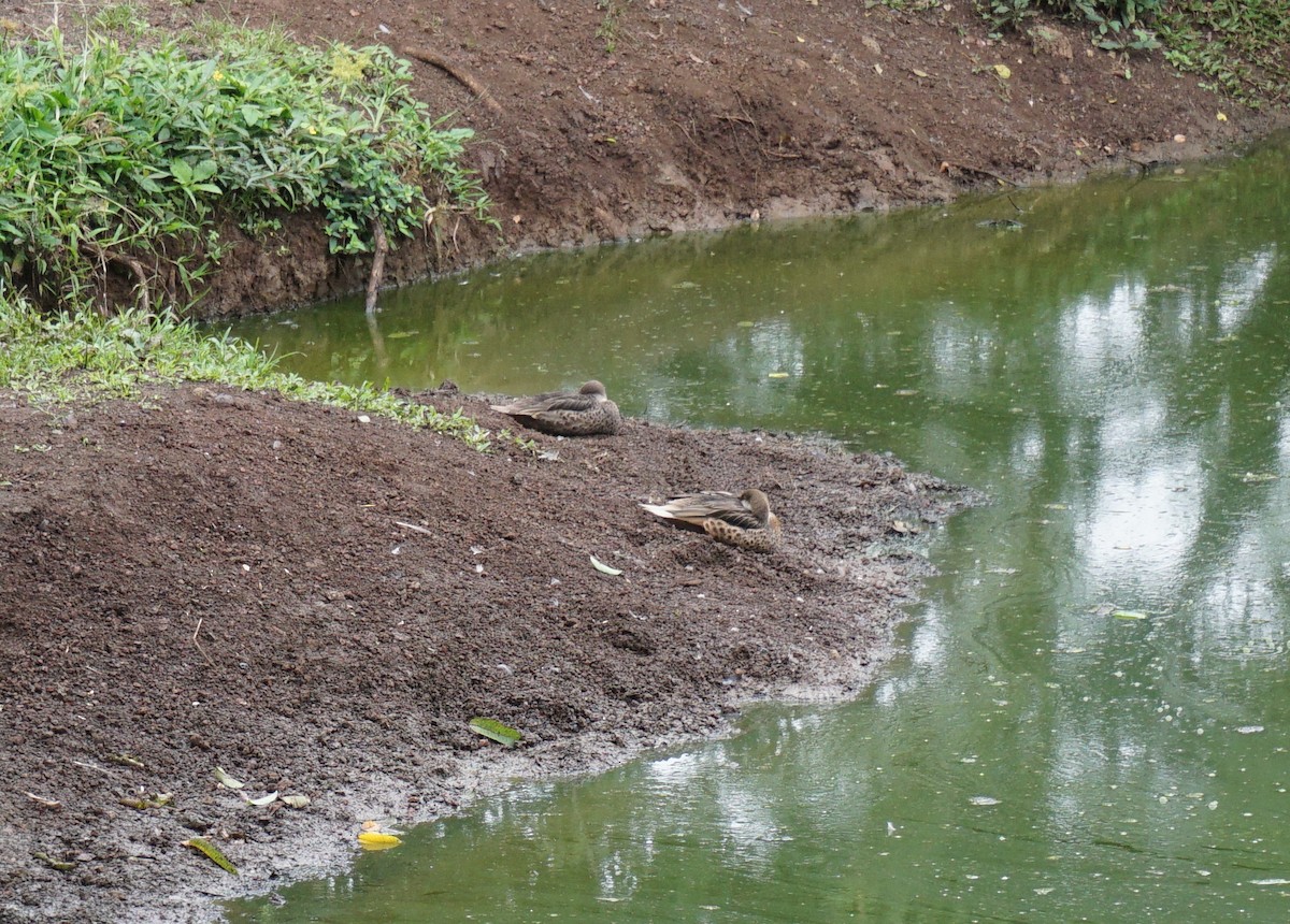 Ánade Gargantillo - ML646793033