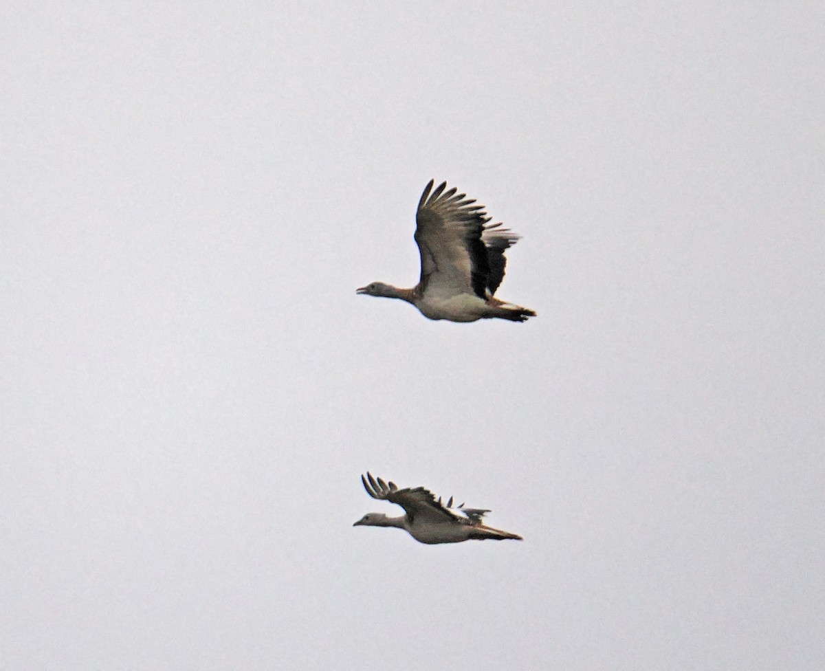 Great Bustard - ML646793034