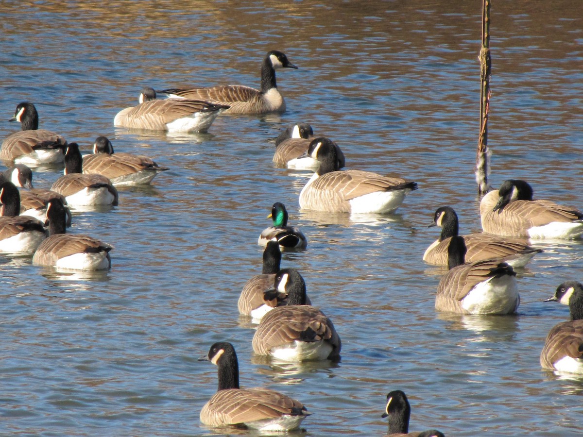 カナダガン - ML646793043