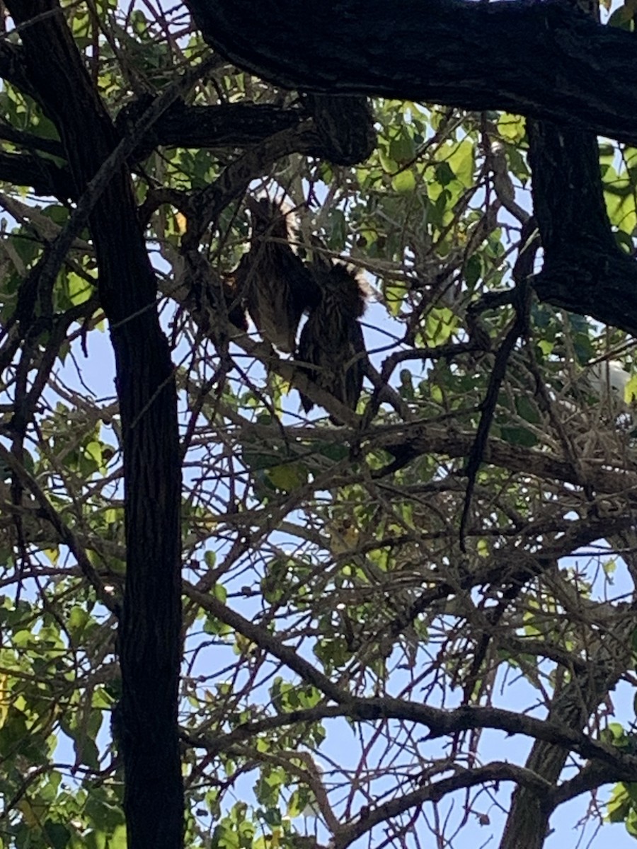 Western Cattle-Egret - ML646793050